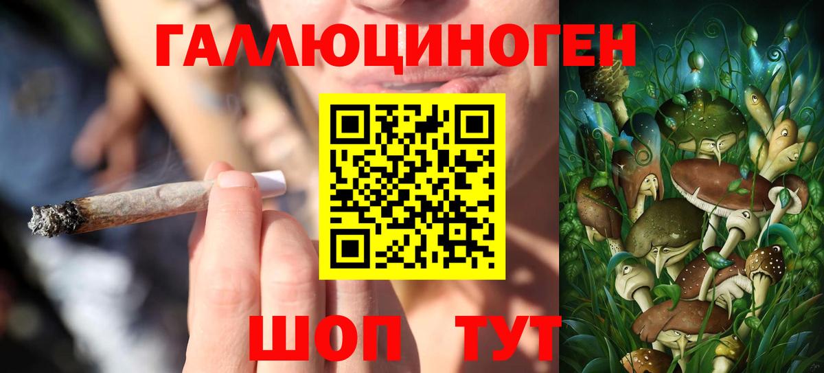 Галлюциногенные грибы Psilocybine cubensis Асино